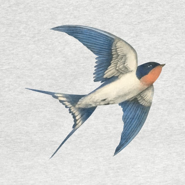 Barn Swallow by Terry Fan